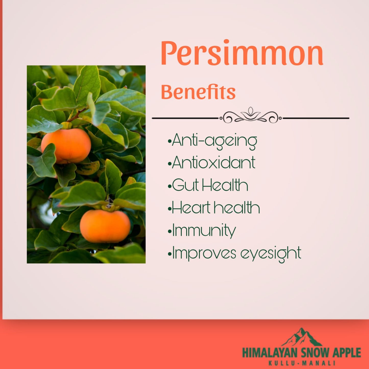 Persimmons |Japanese Fruit| Harvest Starts Mid October