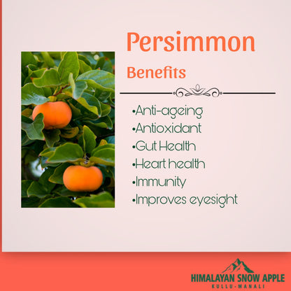 Persimmons |Japanese Fruit| Harvest Starts Mid October