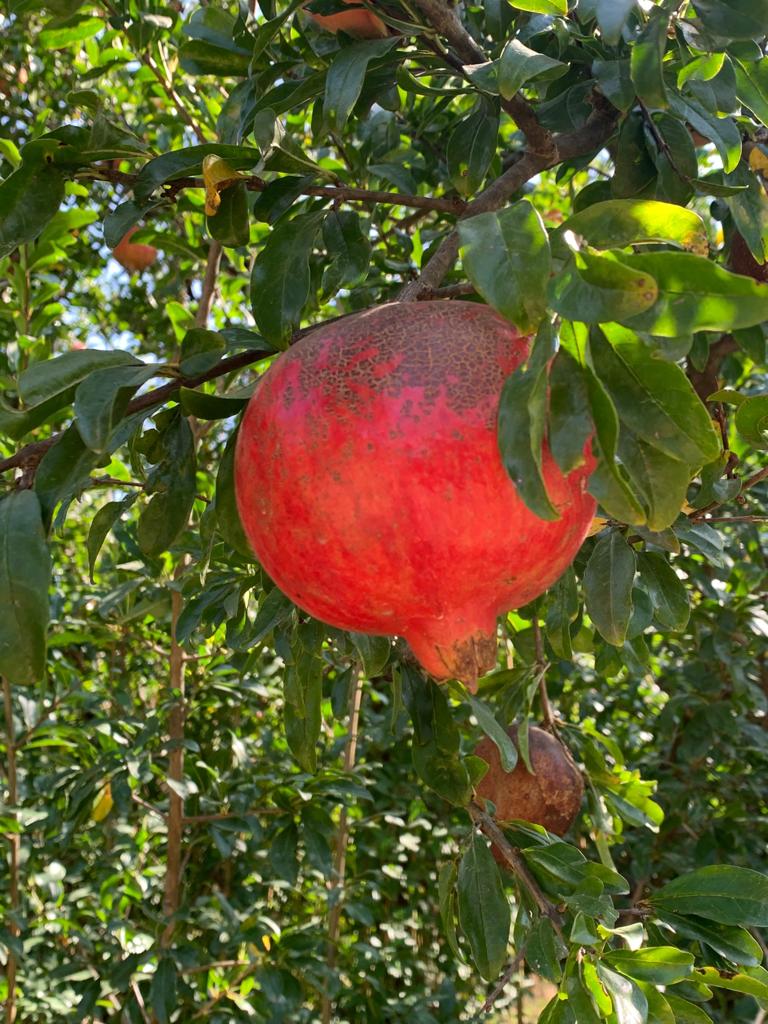 Seedless Pomegranate _ Naturally Ripe