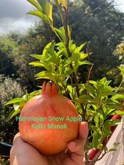 Seedless Pomegranate _ Naturally Ripe