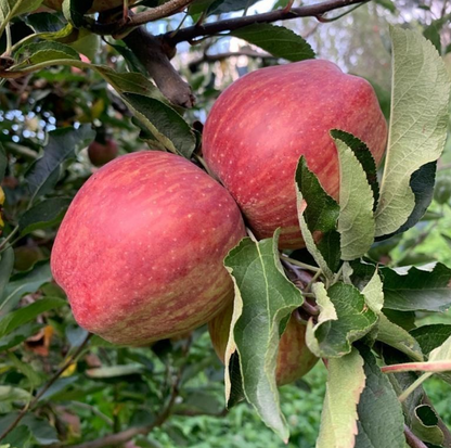 Red Delicious/Royal Apple Variety (This is not Gala)