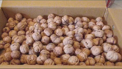 Paper Walnuts With Shell (Pre Book October Harvest)